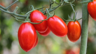 Juliet grape tomatoes on the vine