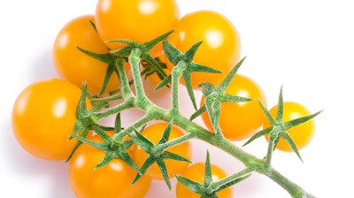 Lemon cherry tomatoes on the vine