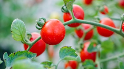 Riesentraube cherry tomatoes on the vine