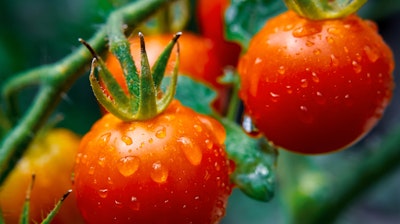 Sweet 100 cherry tomatoes