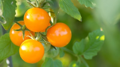 Sungold cherry tomatoes on the vine