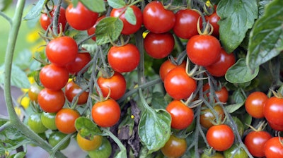 Sweet million cherry tomatoes on the vine