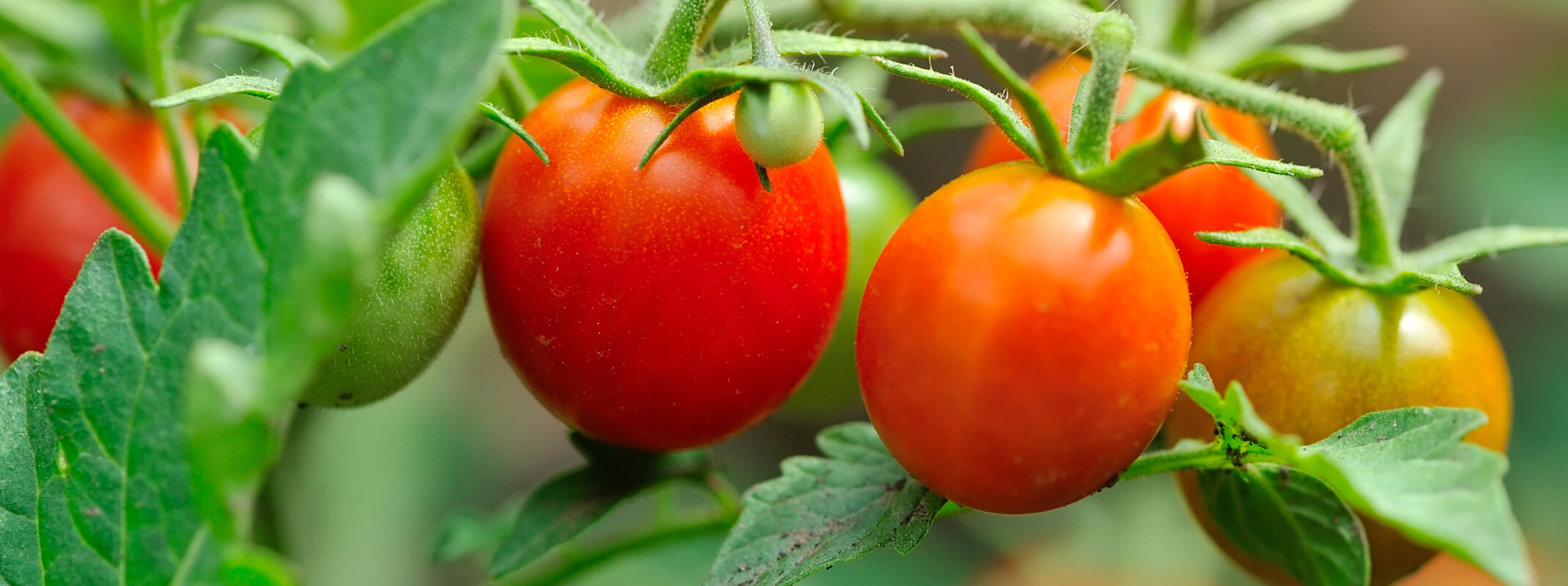 Tomatoes on the vine - hybrid varieties