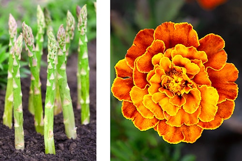 2 images - asparagus growing and a closeup of a marigold flower