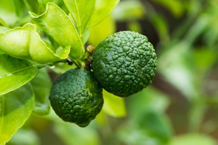 Bergamont - Kaffir Limes on Tree