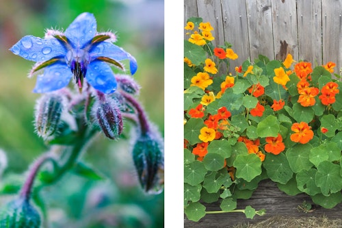 2 images: a boarge flower closeup and orange nasturtium flowers