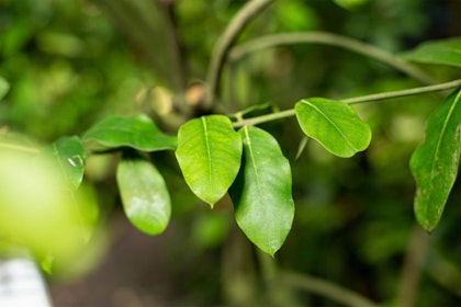 Closeup of Citrus Tree Leaves