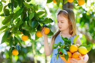 Young girl picking oranges off the tree into a bowl with oranges and lemons