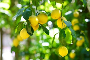 Lemons growing on a tree