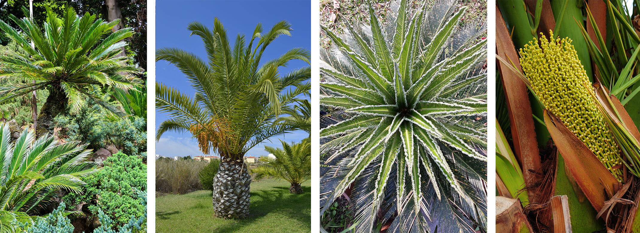 Palms 4 images of different palm tree varieties