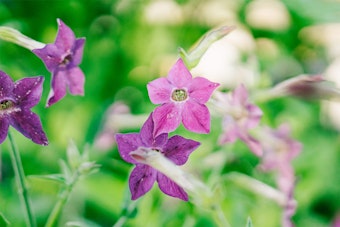 Purple Nicotiana flowers in garden 