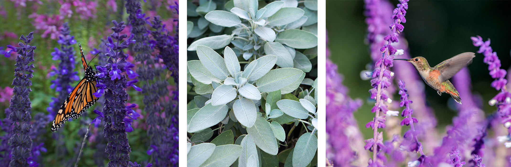 A collage of 3 images: Russian sage with a monarch butterfly, edible sage, and Salvia leucantha with hummingbird