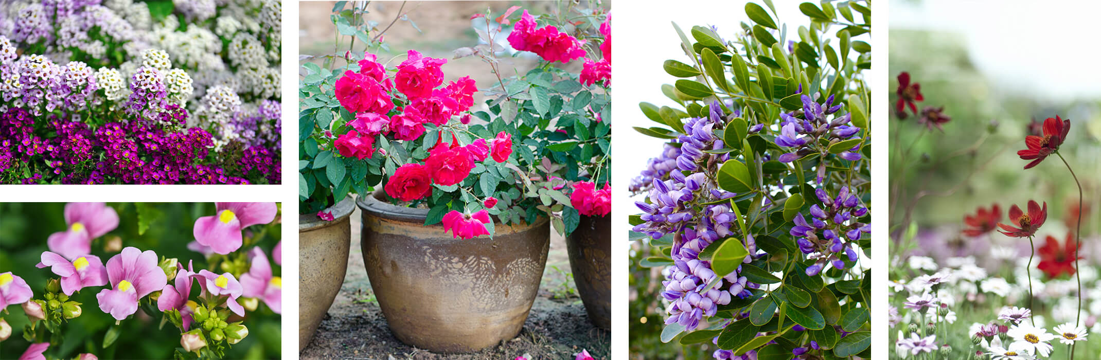 A collage of 5 images: purple, pink and white alyssum, purple nemesia, pink roses in a pot, Texas mountain laurel blooms, and chocolate cosmos in field with white daisies in background