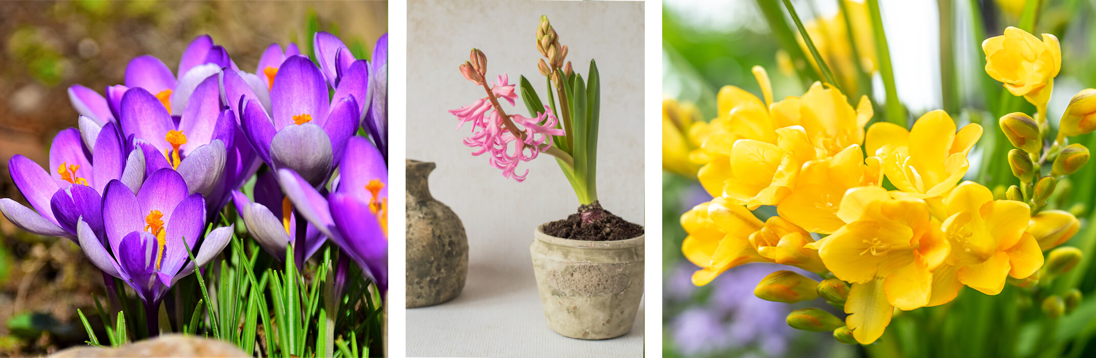 A collage of 3 images: purple crocus flowers, pink hyacinth in a pot near a vase, and yellow freesia blooms