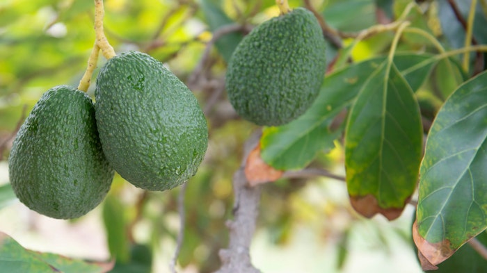 Multiple avocados hanging from tree