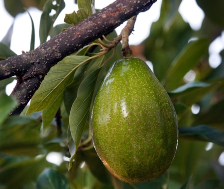 A single ripe avocado hanging from a tree