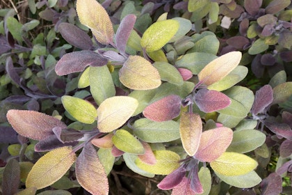 Purple Sage Plant