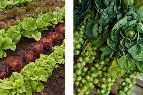 2 images: a variety of lettuces growing in the garden and fresh picked Brussels sprouts on the stalks