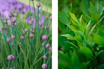 2 images: chives in garden and lovage in garden