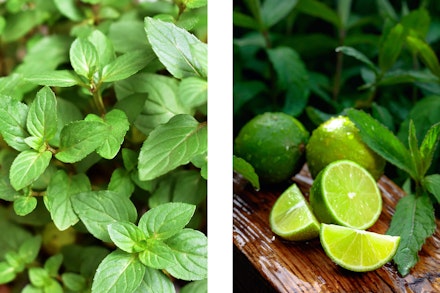 2 images: chocolate mint and mint with limes on cutting board