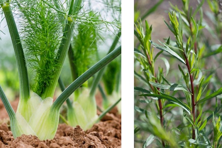 2 images: fennel in garden and tarragon plant