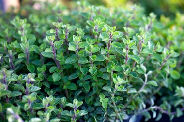 Oregano growing in the garden