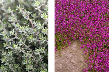 2 images: Silver Queen Thyme and Mother of Thyme