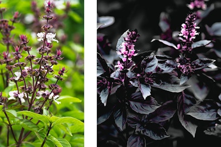 2 images: Sweet Basil and Red Rubin Basil