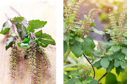 2 images: fresh Thai Basil on a wooden table, and Holy Basil growing in the garden