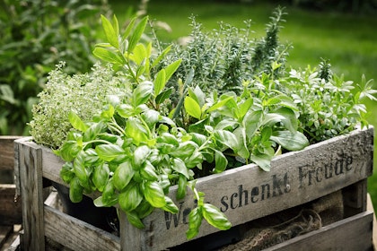 A wooden crate of fresh picked herbs