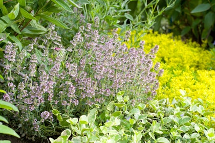A variety of herbs growing in the garden
