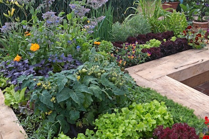 A raised bed veggie and herb garden