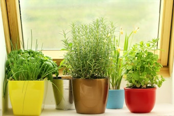 Herbs growing indoors in colorful pots near a window