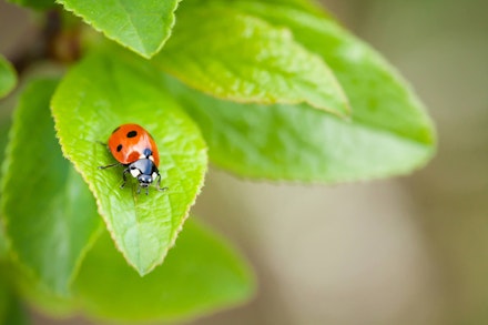 Closeup of lady bug on a plant leaf