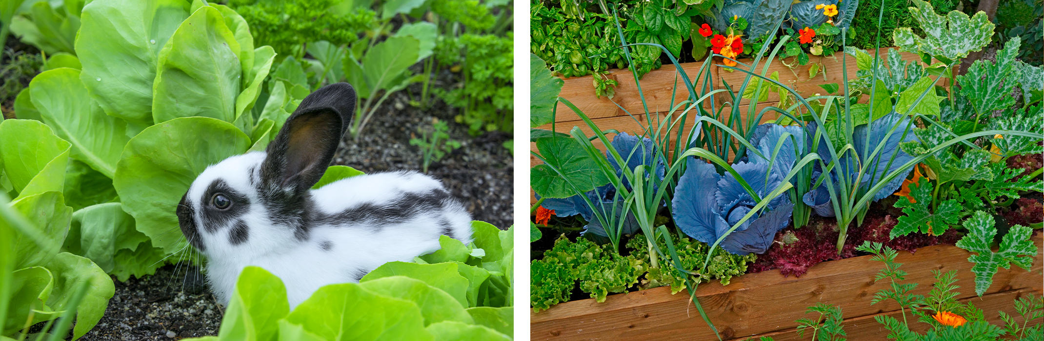 2 images: a rabbit in garden with lettuce and raised vegetable gardens