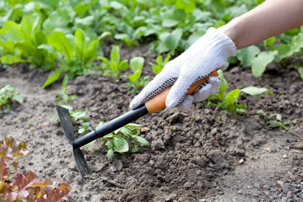 Hand picking garden prep