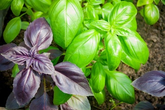 purple and green basils growing in the garden