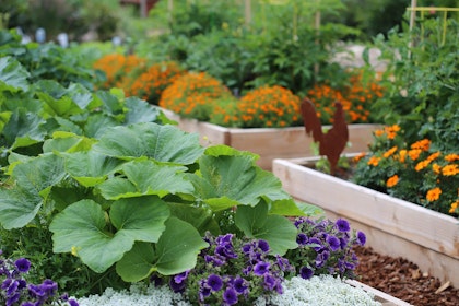 Raised garden beds with vegetables, herbs and flowers, plus a metal chicken sculpture