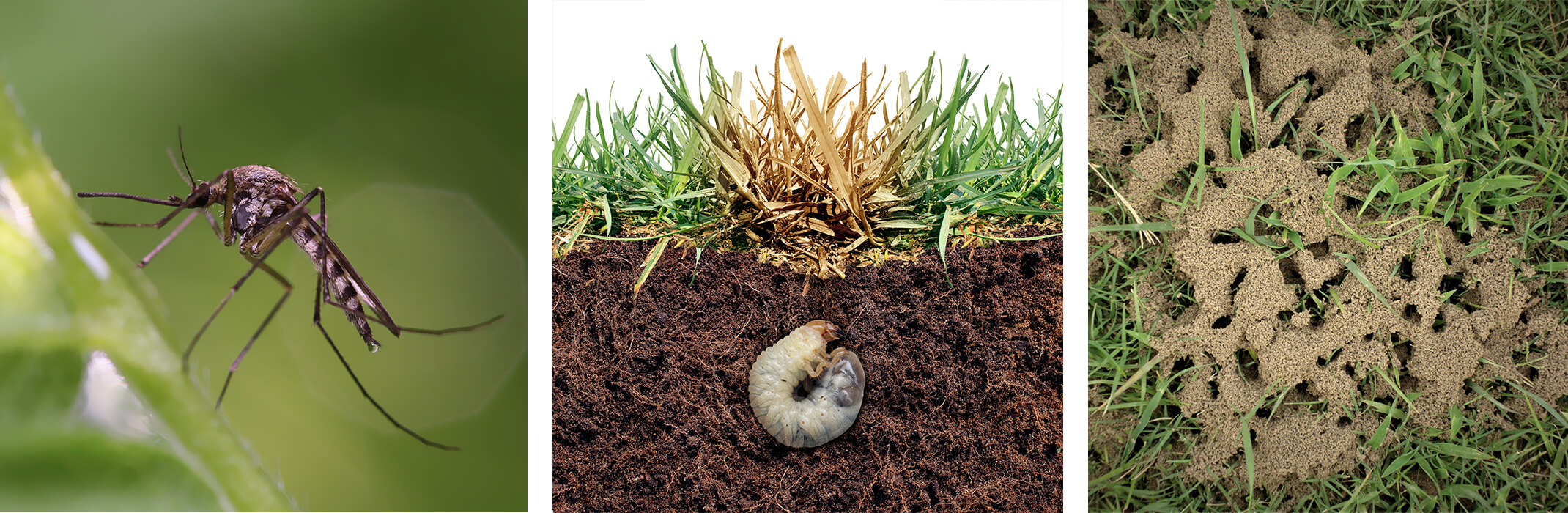 3 images: a mosquito closeup on a leaf, a grub in the soil underneath a piece of dying lawn, and ants and soil in grass