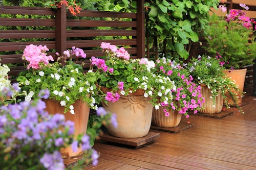 A variety of potted flowers on a patio