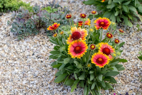 Gaillardi flowers growing in a garden surrounded by pebbles