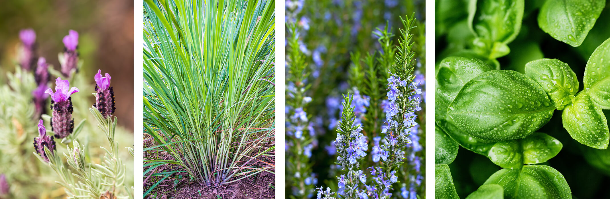 4 images: lavender closeup, lemongrass, rosemary, and basil