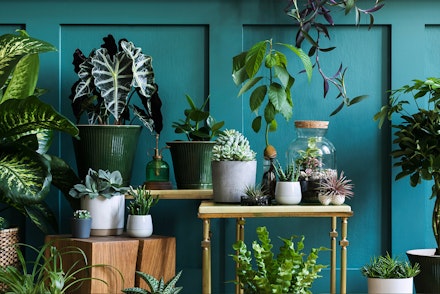 A wide variety of houseplants on different size tables, in a dark teal blue room