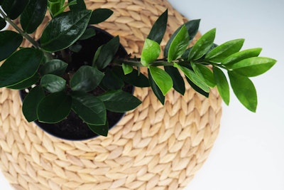 ZZ plant on top of a woven round stool