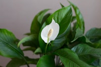 Peace Lily houseplant against grey background