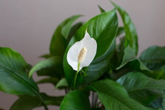 Peace Lily houseplant against grey background