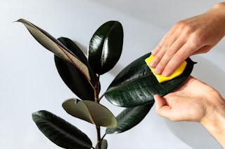 A person caring for a houseplant by wiping off a rubber tree leaf with a sponge