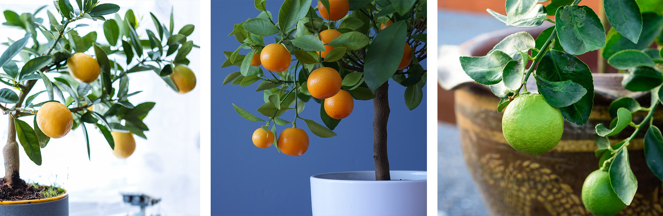 3 images: a potted dwarf lemon tree, a potted dwarf orange tree, and a potted dwarf lime tree