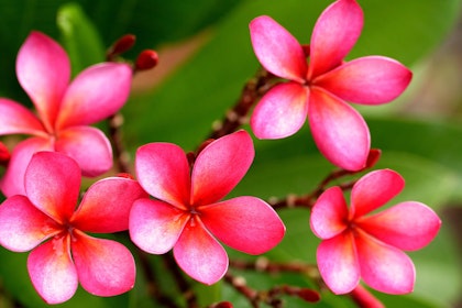 Closeup of bright pink plumeria blooms