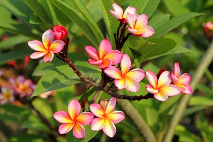 Light pink, white and yellow plumeria plant